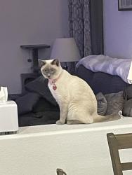 Lost Female Cat last seen Warm springs and mystic melody lane , Henderson, NV 89015