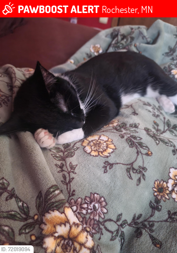 Lost Female Cat last seen Near Mary Lane Northwest Rochester MN 55901 , Rochester, MN 55901