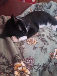 Lost Female Cat last seen Near Mary Lane Northwest Rochester MN 55901 , Rochester, MN 55901