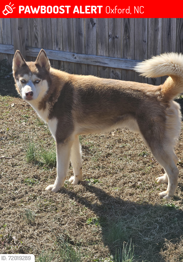 Lost Male Dog last seen Cannady Mill Rd , Oxford, NC 27565