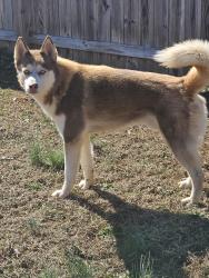 Lost Male Dog last seen Cannady Mill Rd , Oxford, NC 27565