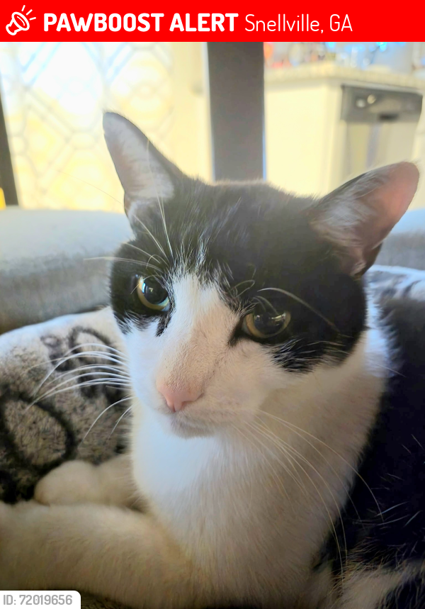 Lost Male Cat last seen Near Mossy , Snellville, GA 30078