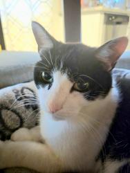 Lost Male Cat last seen Near Mossy , Snellville, GA 30078