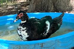 Lost Male Bird last seen Ecorio Dr, Austin, TX 78728