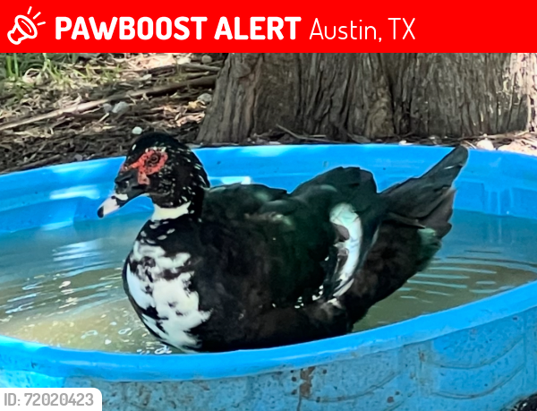 Lost Male Bird last seen Ecorio Dr, Austin, TX 78728