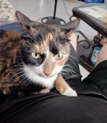Lost Female Cat last seen Palm Greens (court #8) off of Military Trail near Lake Ida Traffic Circle and Via Delray, Delray Beach, FL 33484