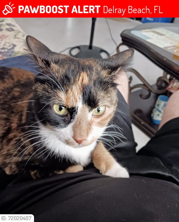 Lost Female Cat last seen Palm Greens (court #8) off of Military Trail near Lake Ida Traffic Circle and Via Delray, Delray Beach, FL 33484