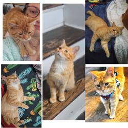 Lost Male Cat last seen East washington st and Spencer Avenue, Indianapolis, IN 46219