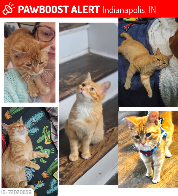 Lost Male Cat last seen East washington st and Spencer Avenue, Indianapolis, IN 46219