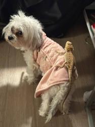 Reunited Female Dog last seen Near Giza drive, Fayetteville, NC 28303