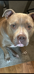 Lost Female Dog last seen I90 , Albany, NY 12205