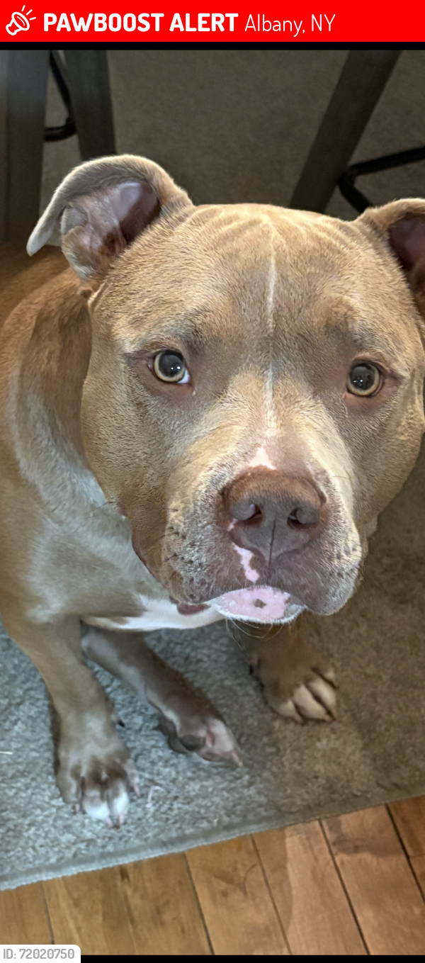 Lost Female Dog last seen I90 , Albany, NY 12205