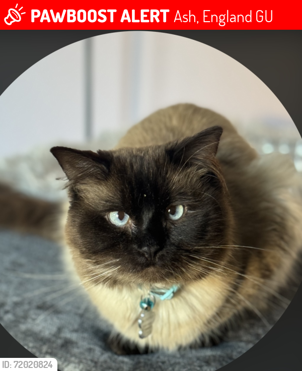 Lost Male Cat last seen Ash lodge drive est , Ash, England GU12