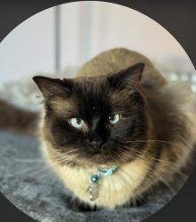 Lost Male Cat last seen Ash lodge drive est , Ash, England GU12