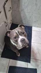 Lost Male Dog last seen Santee Drive Callaway area, Panama City, FL 32404