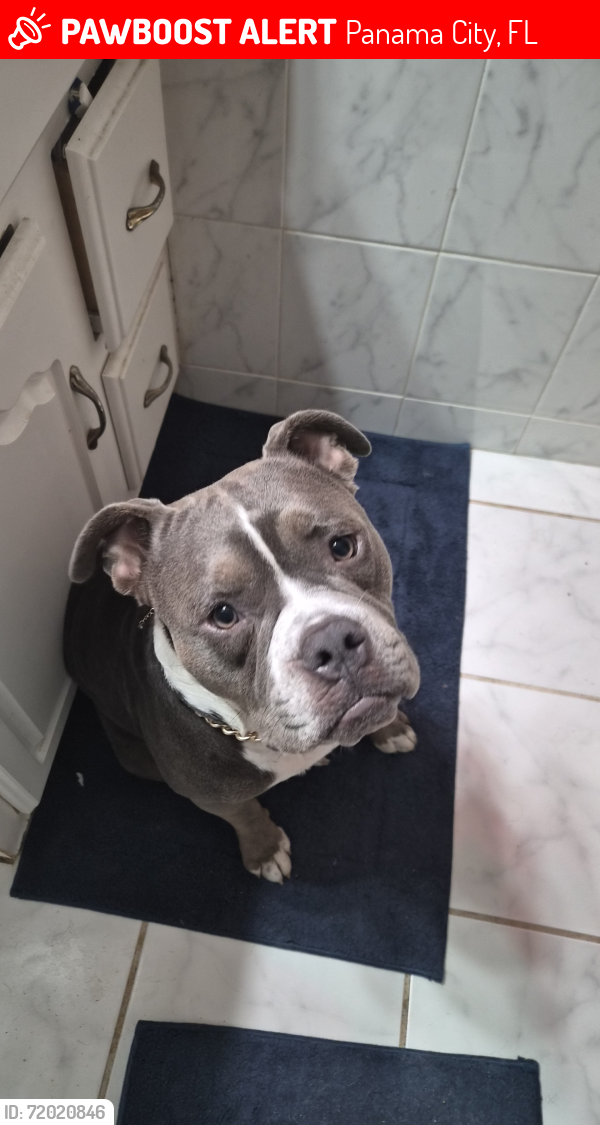 Lost Male Dog last seen Santee Drive Callaway area, Panama City, FL 32404