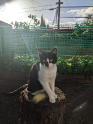 Lost Female Cat last seen Parking lot at 22152 Redwood Rd near Los Molcajetes Restaurant. , Castro Valley, CA 94546