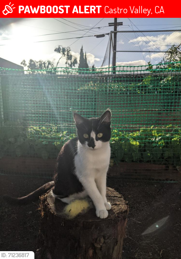 Lost Female Cat last seen Parking lot at 22152 Redwood Rd near Los Molcajetes Restaurant. , Castro Valley, CA 94546