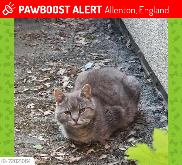 Lost Male Cat last seen Osmaston Park Road, Allenton, England 