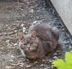 Lost Male Cat last seen Osmaston Park Road, Allenton, England 