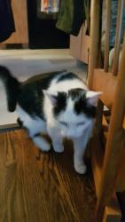 Lost Male Cat last seen Briardale street and Normandie in Pincourt, Pincourt, QC J7W