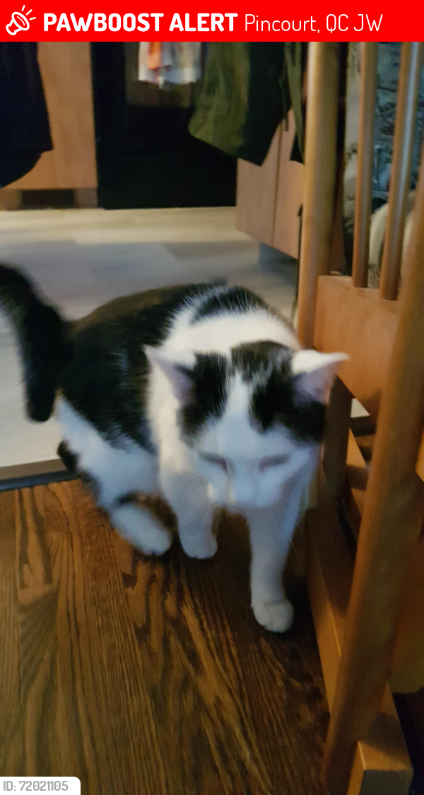 Lost Male Cat last seen Briardale street and Normandie in Pincourt, Pincourt, QC J7W