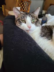 Lost Male Cat last seen Huron ave  and  8th  street , Sheboygan, WI 53081