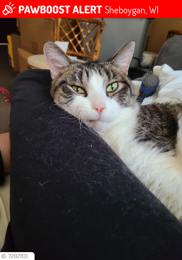 Lost Male Cat last seen Huron ave  and  8th  street , Sheboygan, WI 53081