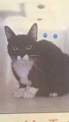 Lost Female Cat last seen Near W aztec NM, Aztec, NM 87410