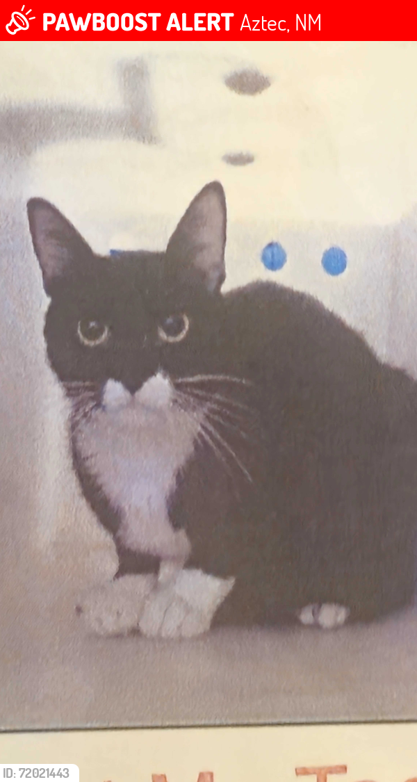 Lost Female Cat last seen Near W aztec NM, Aztec, NM 87410
