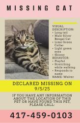 Lost Male Cat last seen Kansas Ave & Walnut lawn, Springfield, MO 65807