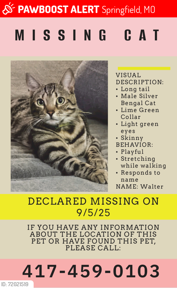 Lost Male Cat last seen Kansas Ave & Walnut lawn, Springfield, MO 65807