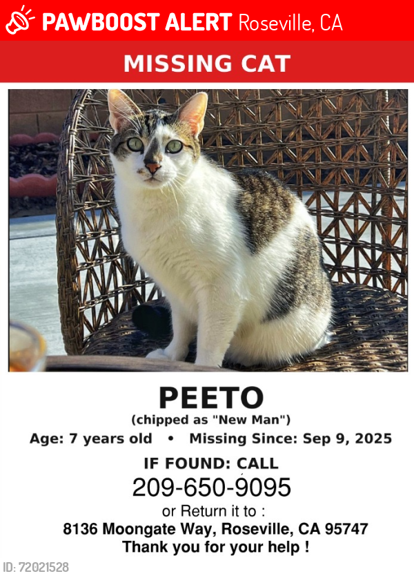 Lost Female Cat last seen Near moonget way 95747 , Roseville, CA 77017