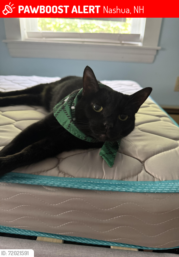 Lost Female Cat last seen Near 36 revere st, Nashua, NH 03060