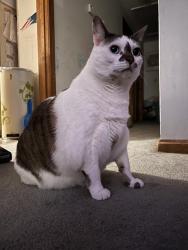 Lost Male Cat last seen Near Chatham Rd., Billerica, MA 01821, Billerica, MA 01821