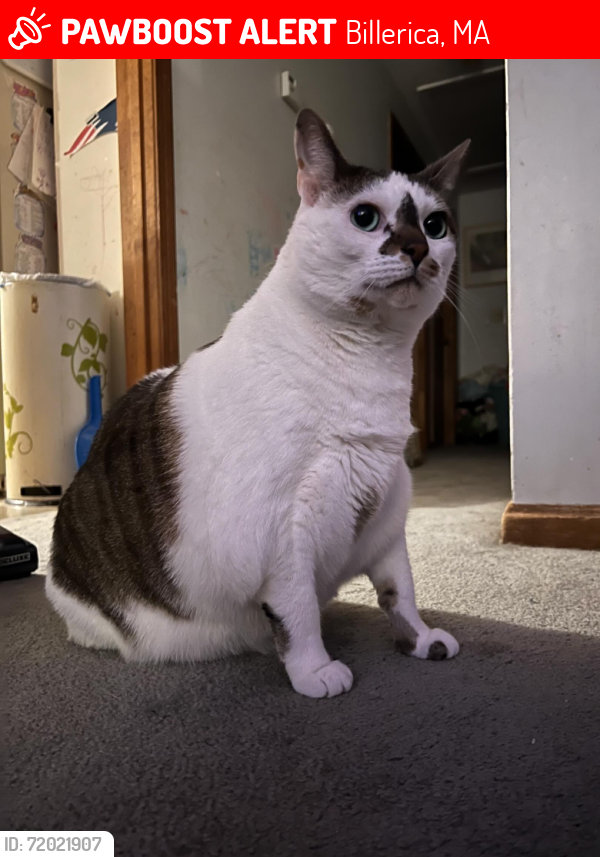 Lost Male Cat last seen Near Chatham Rd., Billerica, MA 01821, Billerica, MA 01821