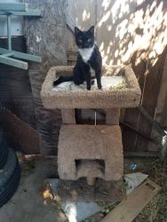 Lost Male Cat last seen Campbell ave, Riverside, CA 92505