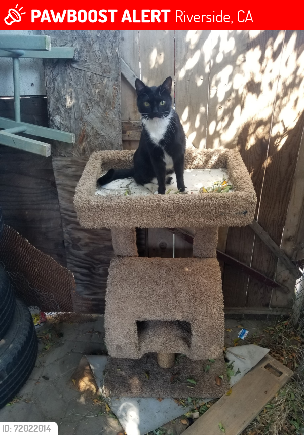 Lost Male Cat last seen Campbell ave, Riverside, CA 92505