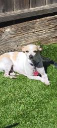 Lost Male Dog last seen Poor Man's Reservoir/ Mark Twain , Moreno Valley, CA 92557
