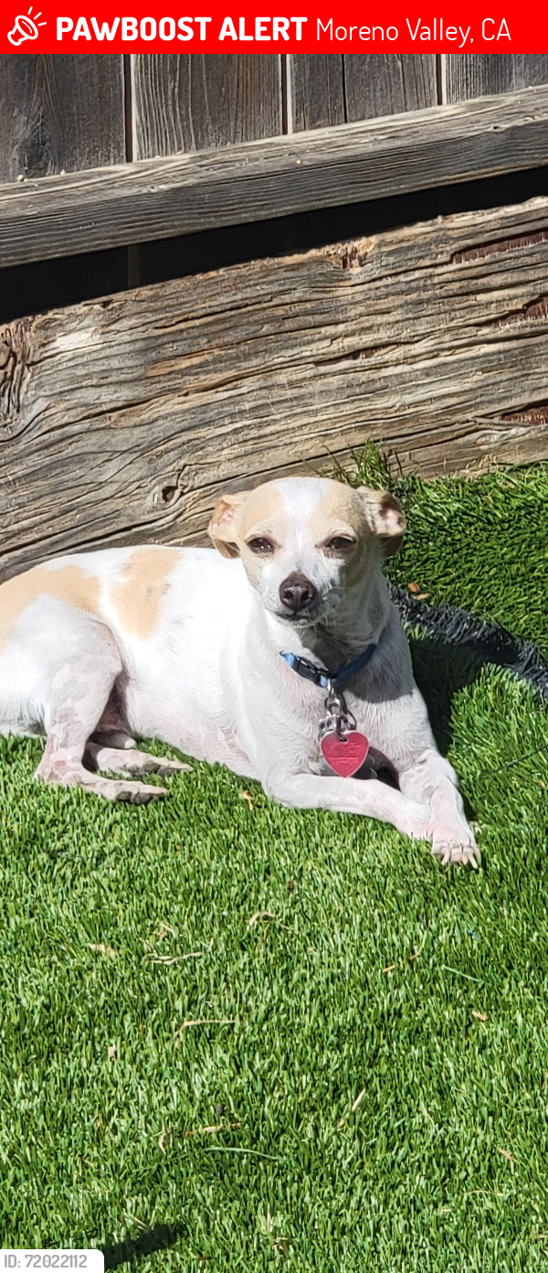 Lost Male Dog last seen Poor Man's Reservoir/ Mark Twain, Moreno Valley, CA 92557