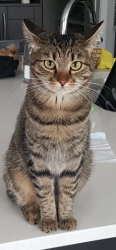 Lost Female Cat last seen Soraya Hafez School, Edmonton, AB T5E 5S7