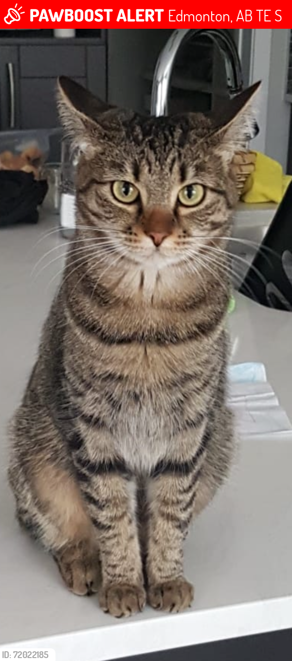 Lost Female Cat last seen Soraya Hafez School, Edmonton, AB T5E 5S7