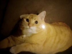 Lost Male Cat last seen Near N Edwards circle , Wichita, KS 67204