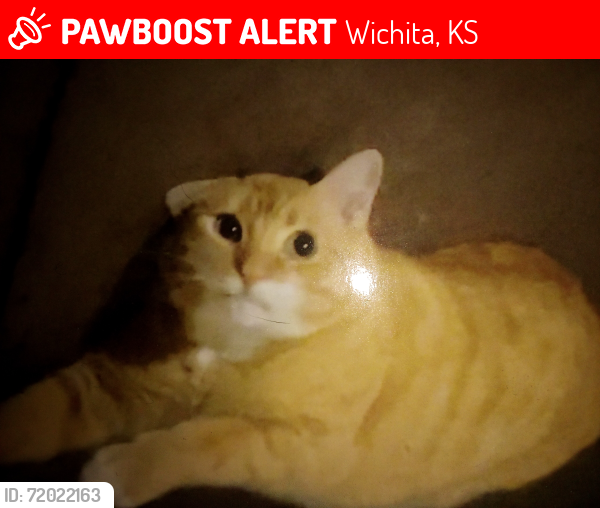 Lost Male Cat last seen Near N Edwards circle , Wichita, KS 67204