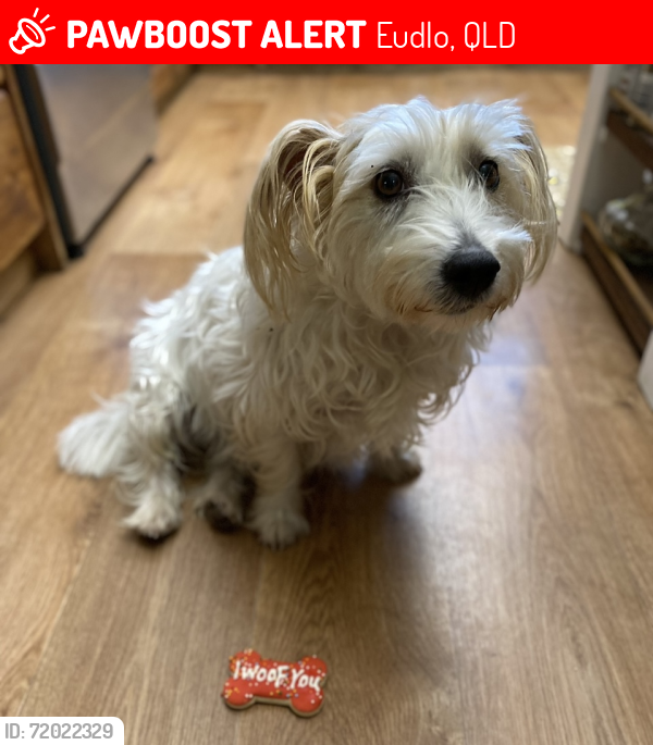 Lost Female Dog last seen Down the road from Chenrezig Buddist Centre on Brooks Rd Eudlo, Eudlo, QLD 4554