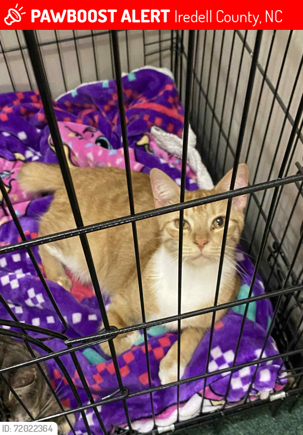 Lost Male Cat last seen Eagle Mills rd Hamptonville nc, Iredell County, NC 28689