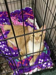 Lost Male Cat last seen Eagle Mills rd Hamptonville nc, Iredell County, NC 28689
