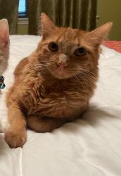 Lost Male Cat last seen Bur Oak, Spring, TX 77379