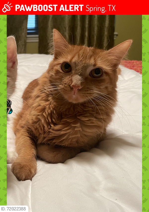 Lost Male Cat last seen Bur Oak, Spring, TX 77379