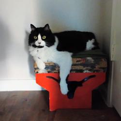 Lost Male Cat last seen E. Navarro and FM 672, Lockhart, TX 78644